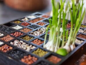 Gửi hạt giống đi Mỹ, Úc, Châu Âu được không?