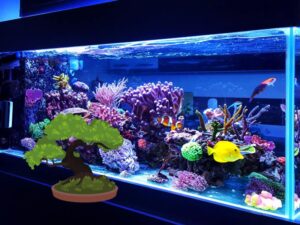 Gửi cây cảnh, cá cảnh đi nước ngoài được không?