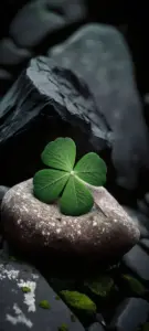 Một cụm lá nhỏ trên đá tối khiến ảnh nền biểu tượng may mắn có nét yên tĩnh.