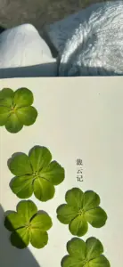 Nền trắng ngà điểm vài cỏ bốn lá xanh, bố cục tối giản và nhẹ mắt.