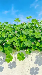 Bụi cỏ phủ kín khung ảnh dưới trời xanh, hợp làm nền điện thoại cỏ bốn lá.