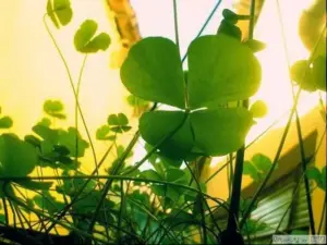 Gần mép khung hình, hoa dại nhỏ màu trắng làm nền cỏ bốn lá trông tự nhiên hơn.