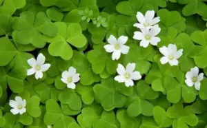 Nhân vật Leprechaun nhỏ trang trí bên cạnh cụm cỏ, tạo cảm giác vui trong khung nền xanh.