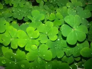 Vệt nắng sớm lướt qua đầu lá, làm đường viền xanh nổi nhẹ trên nền mờ phía sau.